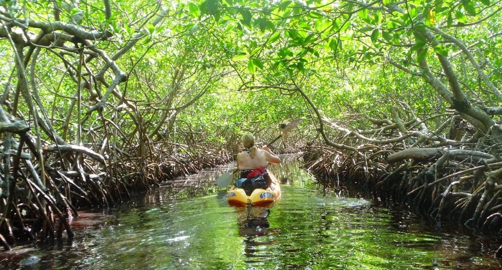 Mangroves Forests - Abu Dhabi